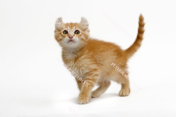 Gương mặt đáng yêu của một chú mèo American Curl màu vàng cam