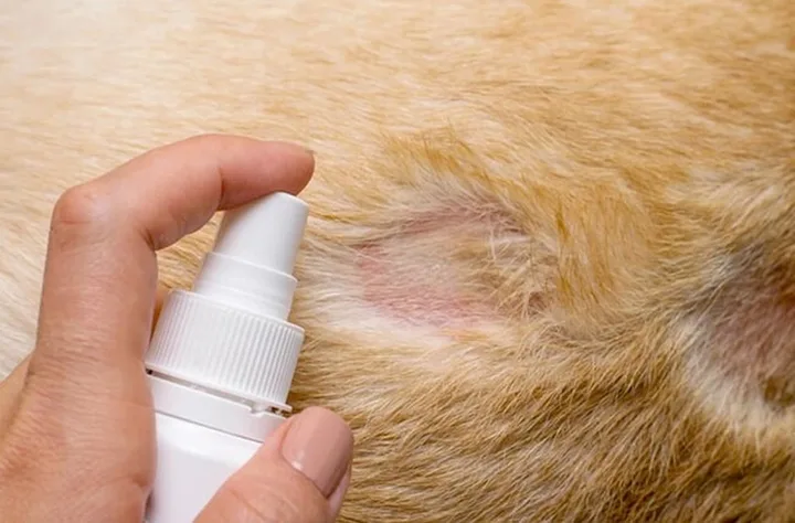 Hắc Nẫm Ở Mèo: Dấu Hiệu, Nguyên Nhân & Cách Điều Trị