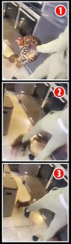 Mèo Bị Đánh Đập: Dấu Hiệu, Hậu Quả Và Cách Giúp Đỡ