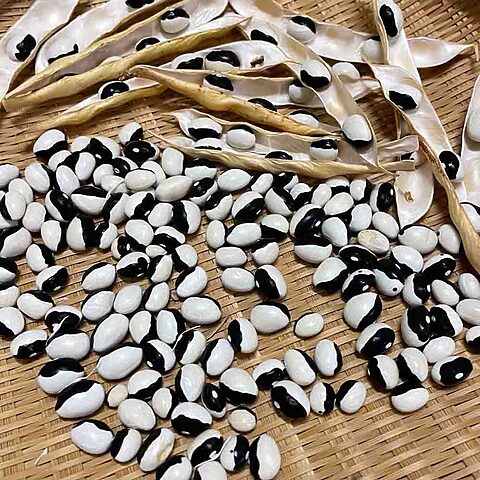 Kích cỡ mắt mèo ta: Đặc điểm và Sức khỏe