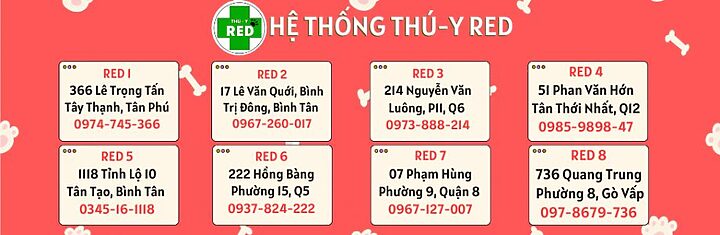 Cách Điều Trị Mèo Bị Sạn Thận Hiệu Quả