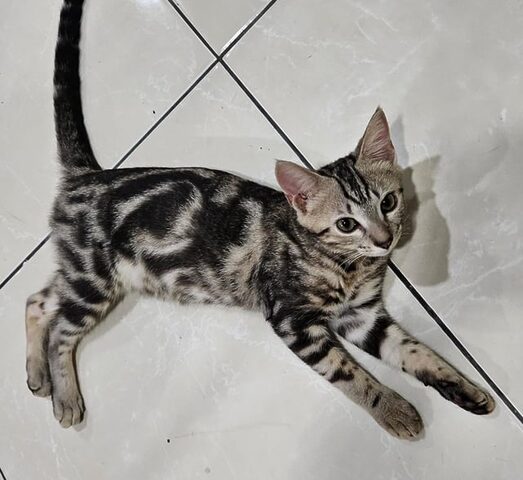 Giống Mèo Bengal: Đặc Điểm, Cách Nuôi & Giá Bán Chi Tiết