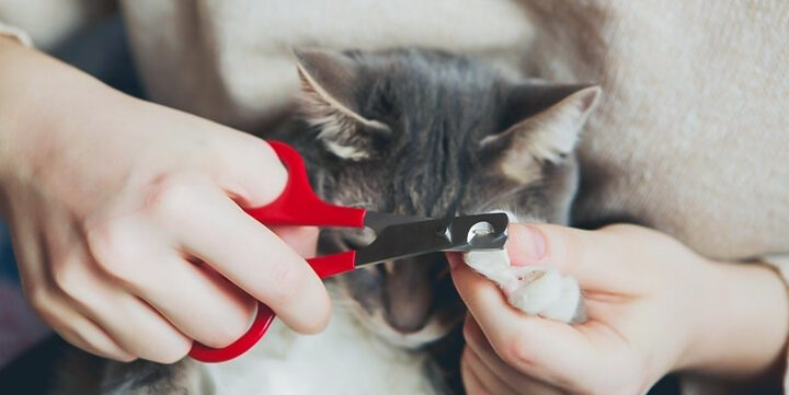 Mèo Bị Thối Móng: Nguyên Nhân, Triệu Chứng & Cách Điều Trị
