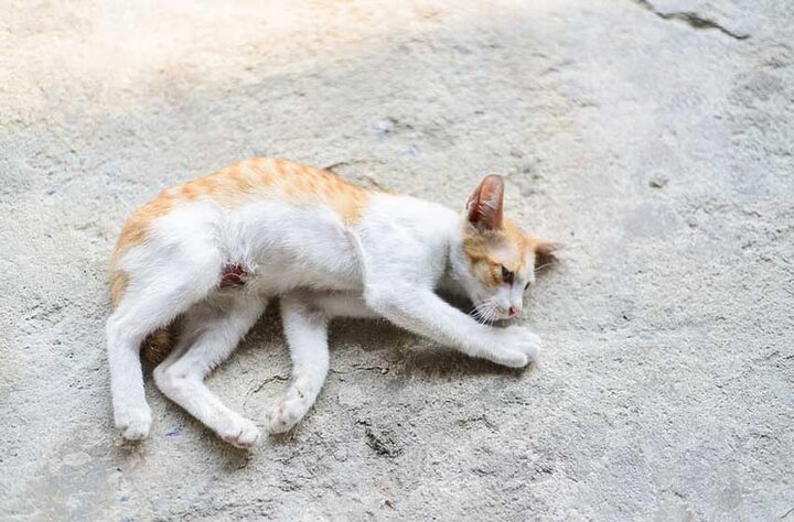 Mèo Bị Tụt Canxi: Dấu Hiệu, Nguyên Nhân Và Cách Xử Lý An Toàn