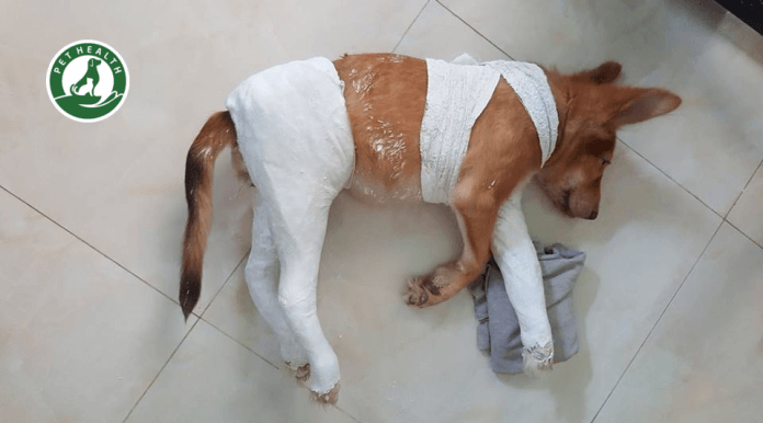 Mèo Bị Rạn Xương: Nguyên Nhân, Dấu Hiệu & Điều Trị
