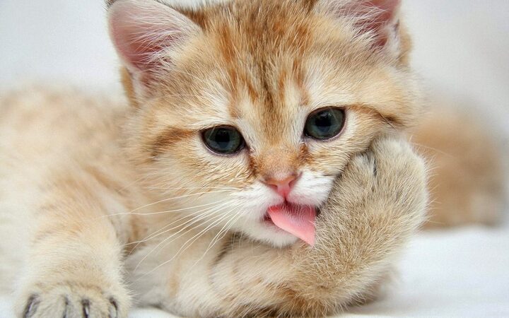 Mèo bị ho: Nguyên nhân, Triệu chứng và Cách điều trị hiệu quả