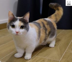 Hình ảnh mèo Munchkin chân ngắn đang ngồi chờ chủ nhân