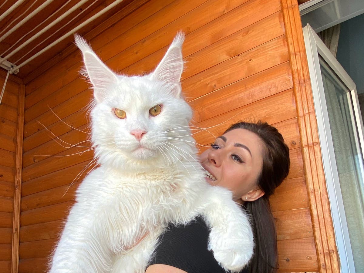 Hình ảnh minh họa sự lai giống giữa mèo lông dài và mèo lông ngắn để tạo ra giống mèo Maine Coon