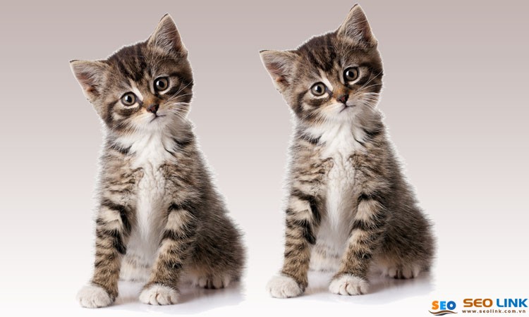 Hình ảnh toàn thân mèo Anh lông ngắn màu tabby đứng trên nền gạch