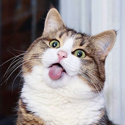 Cách Chữa Mèo Bị Ngáo Hiệu Quả Và An Toàn