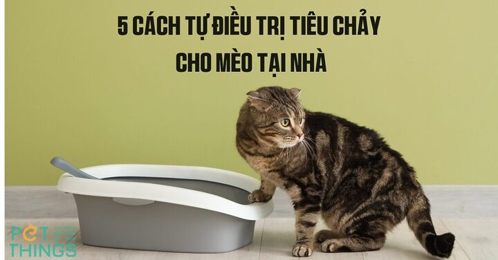 Mèo Bị Tiêu Chảy Nhưng Vẫn Ăn Uống Bình Thường: Nguyên Nhân & Xử Lý