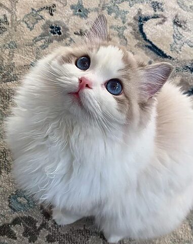 Mèo Ragdoll Con: Đặc Điểm, Chăm Sóc Và Những Điều Cần Biết