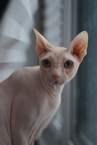 Mèo Bị Chấn Thương Tủy Sống: Nguyên Nhân, Triệu Chứng & Điều Trị
