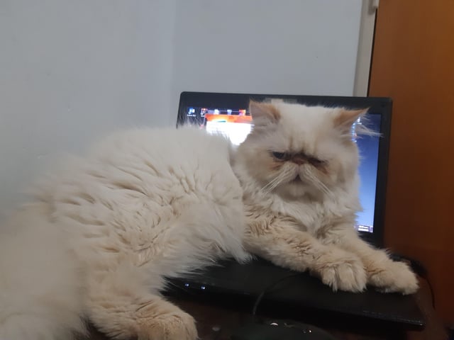 Mèo Ba Tư Ăn Gì Tốt Nhất? Hướng Dẫn Chế Độ Dinh Dưỡng