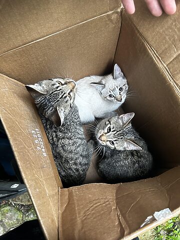 Mèo Bị Bỏ Rơi: Hiểu Về Thực Trạng Và Cách Giúp Đỡ