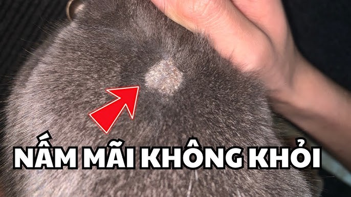 Mèo bị vảy gàu: Nguyên nhân, triệu chứng và cách điều trị hiệu quả