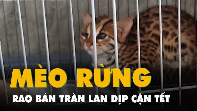 Thực hư việc bán mèo rừng con thuần tại Việt Nam