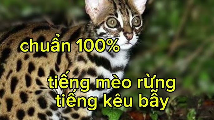 Tiếng Mèo Rừng Kêu: Khám Phá Âm Thanh Độc Đáo Của Felidae Hoang Dã