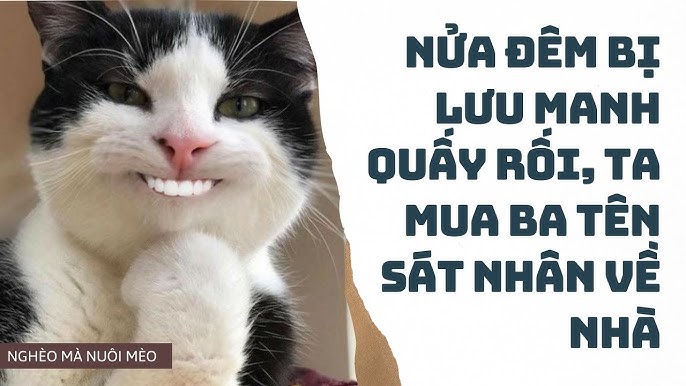Mua Mèo Ta Ở Đâu? Hướng Dẫn Chi Tiết Từ A-Z