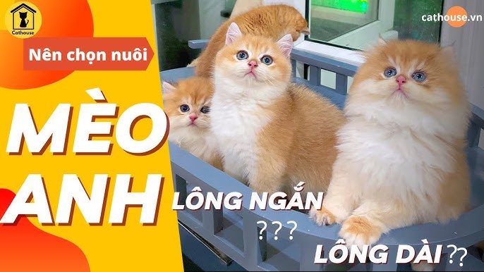 Kinh nghiệm nuôi mèo Anh lông dài tại Việt Nam