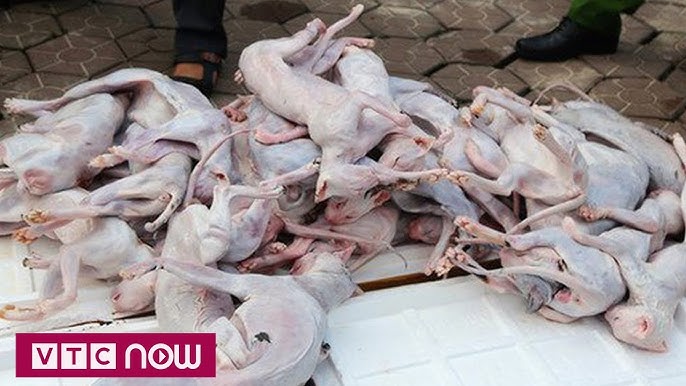 Ăn Thịt Mèo Bị Dại: Mối Hiểm Họa Chết Người Không Thể Coi Thường