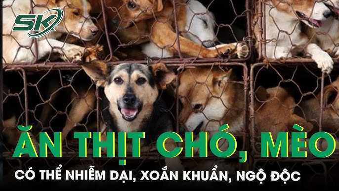 Ăn Thịt Mèo Bị Dại: Mối Hiểm Họa Chết Người Không Thể Coi Thường