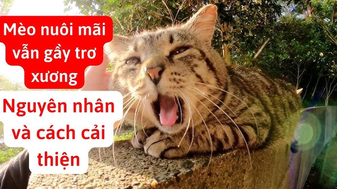 Mèo Bị Suy Dinh Dưỡng: Dấu Hiệu, Nguyên Nhân & Cách Chăm Sóc