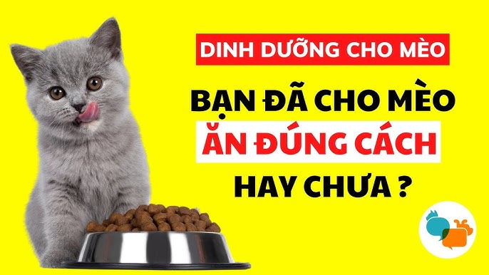Chế độ Dinh Dưỡng Cho Mèo Anh Lông Ngắn 2 Tháng Tuổi