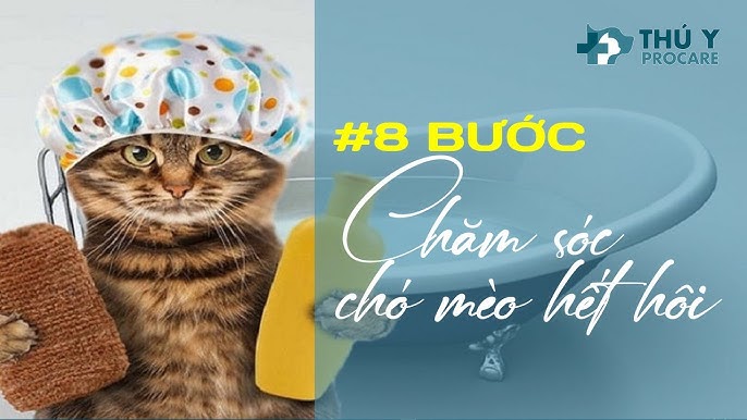 Chó mèo bị hôi: Nguyên nhân và cách khắc phục hiệu quả
