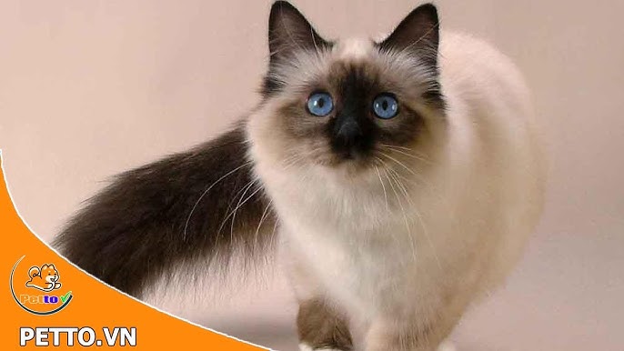 Giá Mèo Xiêm Cập Nhật Chi Tiết Nhất