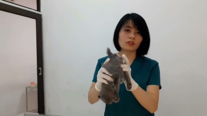 Mèo Bị Sa Trực Tràng: Nguyên Nhân, Triệu Chứng Và Cách Điều Trị