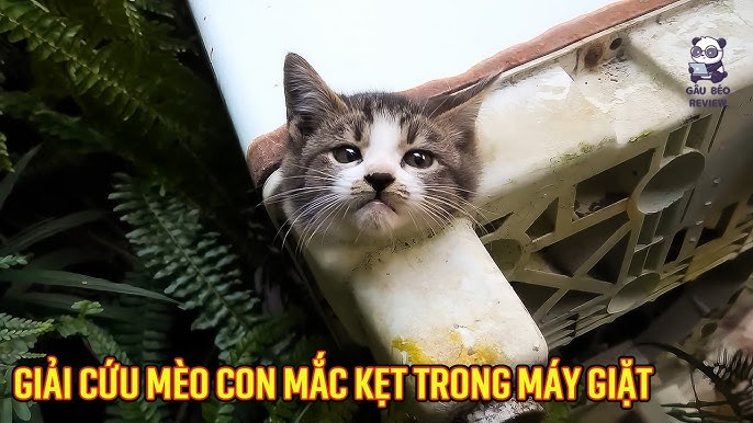 Mèo Bị Kẹt Trong Ống Nước: Hướng Dẫn Giải Cứu An Toàn