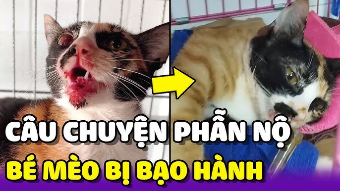 Vấn Nạn Bạo Hành Mèo Và Giải Pháp Phòng Chống
