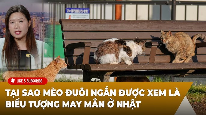Mèo Bị Ngắn Đuôi: Nguyên Nhân, Chăm Sóc & Giống