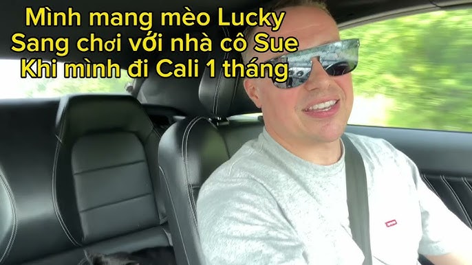 Hướng dẫn mua mèo an toàn: Tránh bị lừa đảo