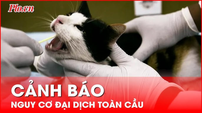 Mèo bị sốt khi thay răng: Hiểu đúng, chăm sóc chuẩn