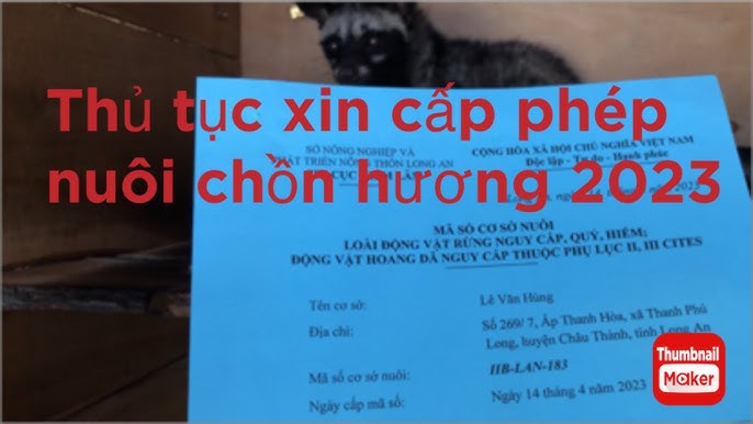 Hướng dẫn xin giấy phép nuôi mèo rừng tại Việt Nam