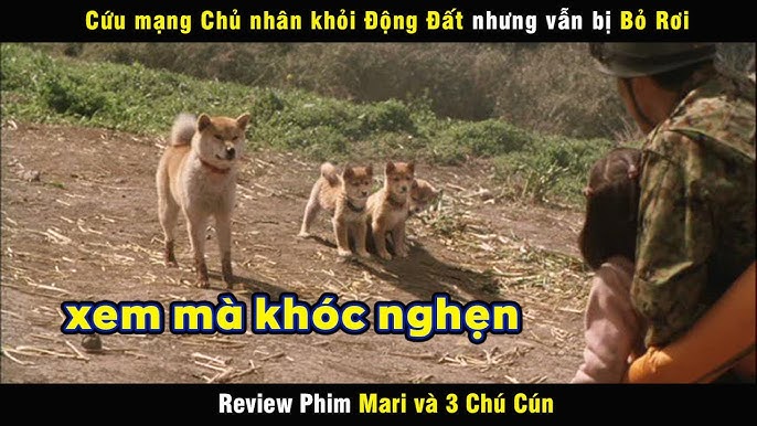 Phim Mèo Bị Bỏ Rơi: Hiểu Nỗi Lòng & Hy Vọng