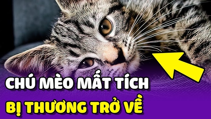 Mèo Bị Bắn Đạn Chì: Nguy Hiểm Và Khả Năng Sống Sót