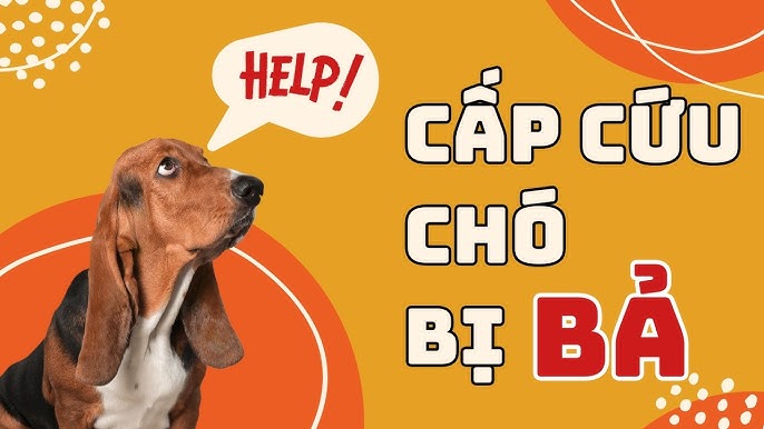 Truyền Nước Cứu Chó Mèo Bị Bả: Hướng Dẫn Chi Tiết Từ Chuyên Gia