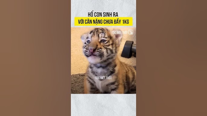Cân Nặng Mèo Bengal: Tiêu Chuẩn & Yếu Tố Ảnh Hưởng