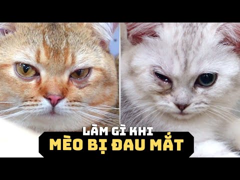 Mèo Bị Gỉ Mắt: Nguyên Nhân, Triệu Chứng Và Cách Trị