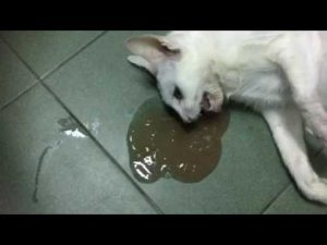 Mèo bị rết cắn: Triệu chứng, nguy hiểm và cách xử lý