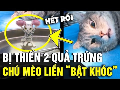 Mèo bị thiến: Lợi ích, Ảnh hưởng & Chăm sóc