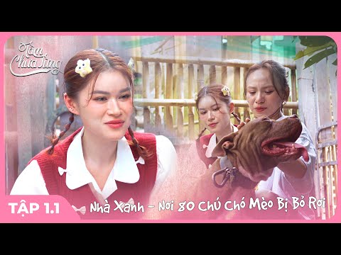 Tâm lý Mèo Bị Bỏ Rơi: Dấu Hiệu Nhận Biết & Cách Chữa Lành