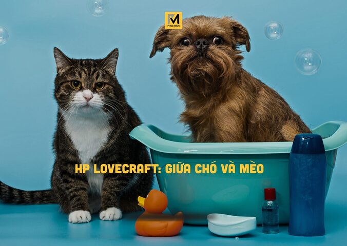 Mèo Bị Kiệt Sức: Dấu Hiệu Qua Hình Ảnh & Cách Xử Lý
