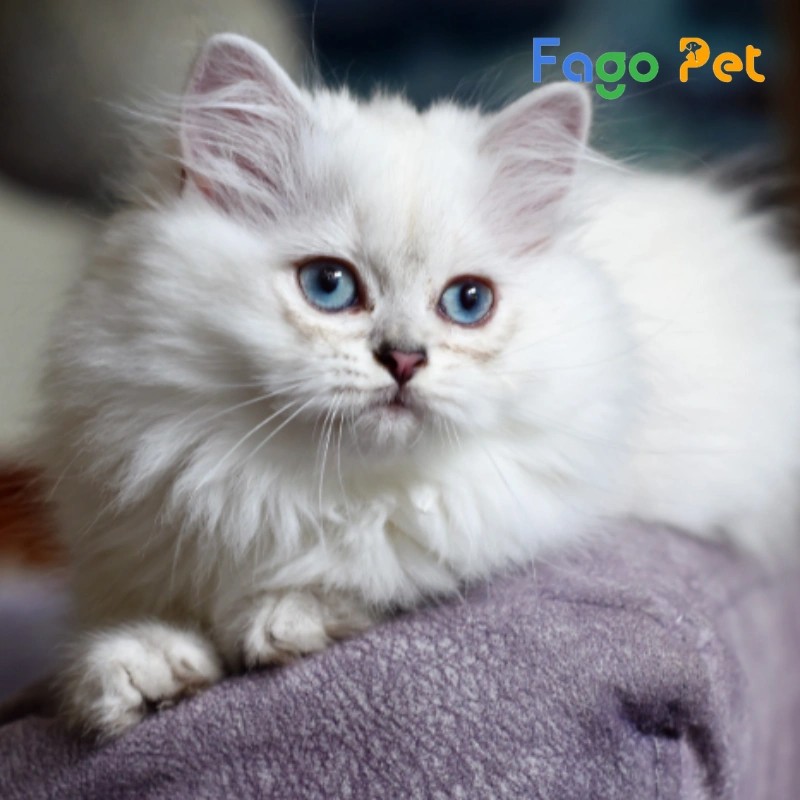 Hướng dẫn chăm sóc bộ lông cho mèo Ba Tư lai mèo Anh