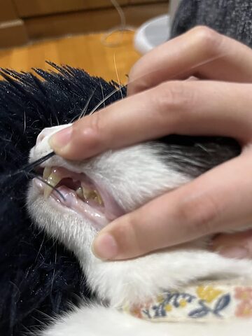 Mèo bị sốt khi thay răng: Hiểu đúng, chăm sóc chuẩn