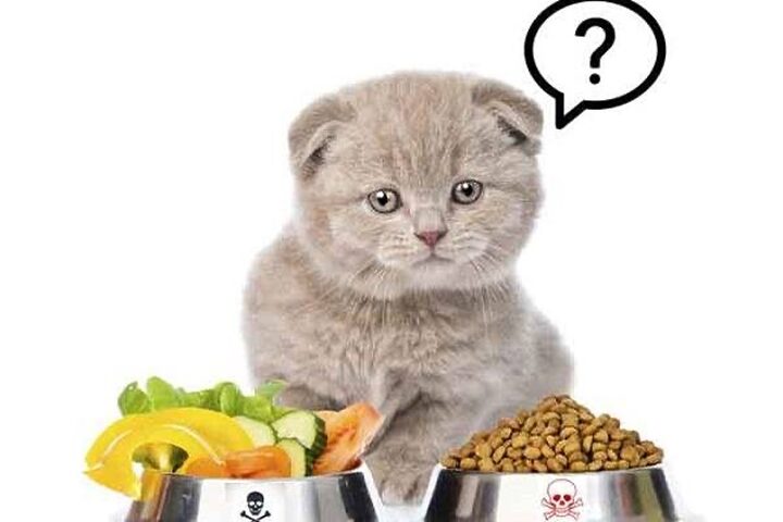Chế độ Dinh Dưỡng Cho Mèo Anh Lông Ngắn 2 Tháng Tuổi