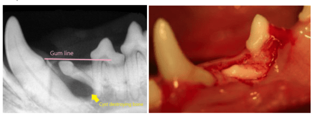 Tổng hợp các bệnh thường gặp ở chó mèo